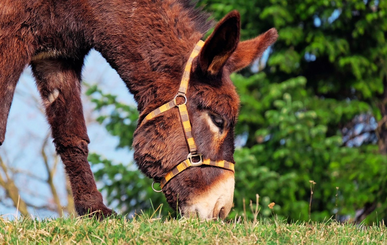 animal-cute-donkey-255343